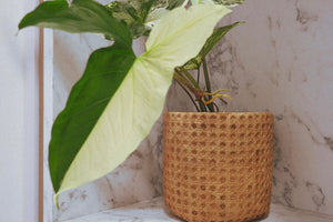 Lexi Plant Pot