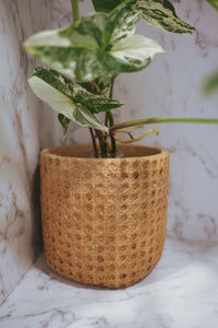Lexi Plant Pot